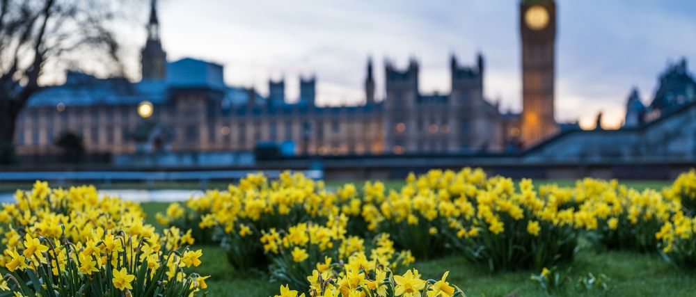daffodils and big ben